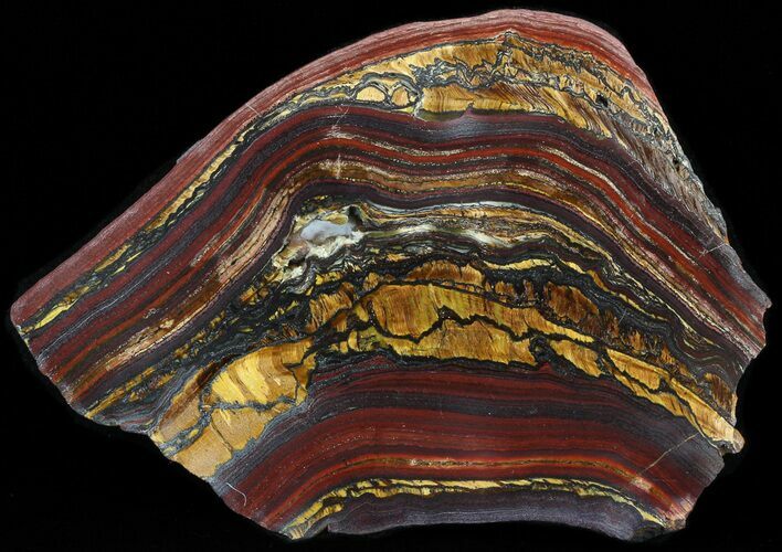 Polished Tiger Iron Stromatolite - ( Billion Years) #42602